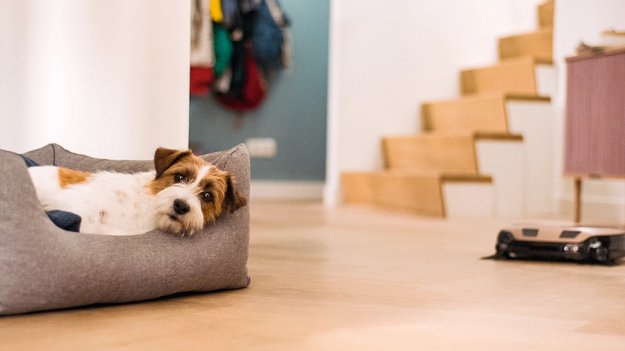 Робот-пылесос Miele SPQL0 Scout RX3 Home Vision HD (preview 7)