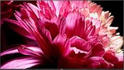 Телевизор Sony KD-75XG9505 фото 3 в Новосибирске