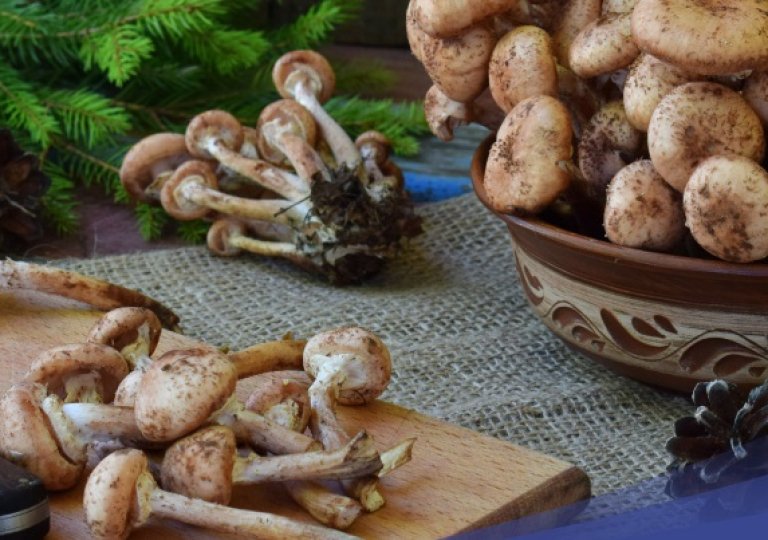 Можно ли, как и сколько хранить опята в холодильнике? Можно ли, как и сколько хранить опята в холодильнике?